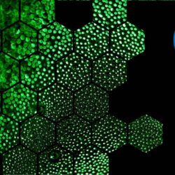 Green Skills Outlook