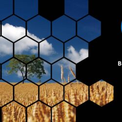 June 2024 Energy Market Brief