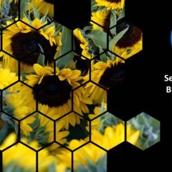 September 2024 Energy Market Brief