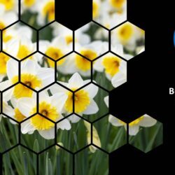 Mar25 Energy Market Brief